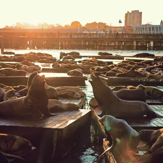 Les lions de mer se reposent sur le quai K du PIER 39 au coucher du soleil